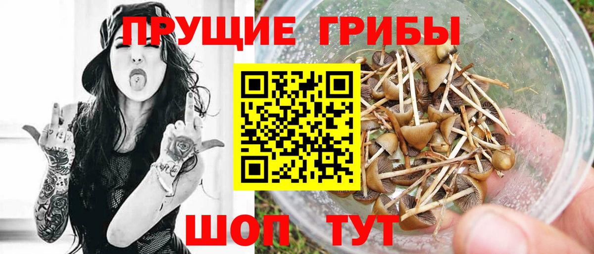 Псилоцибиновые грибы Cubensis Тайшет